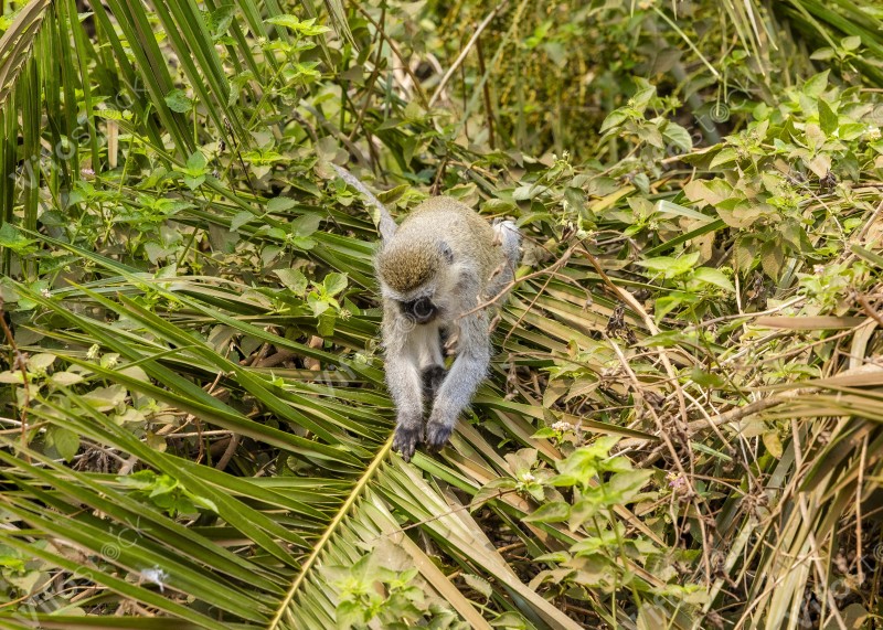 Akagera National Park