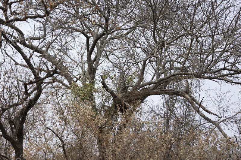 Akagera National Park