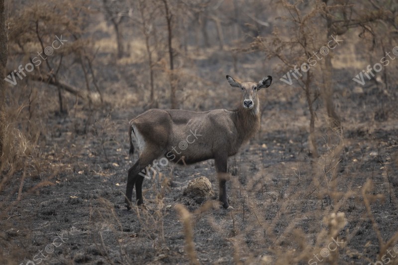 Akagera National Park
