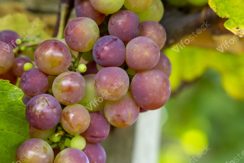 Grapes grown in Rwanda