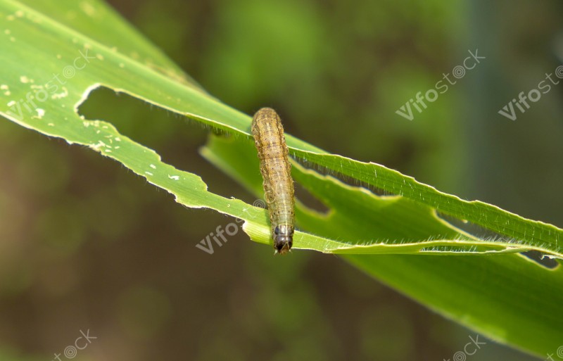 Fall armyworm, Photo by Jean Pierre Mazimpaka 746A6508