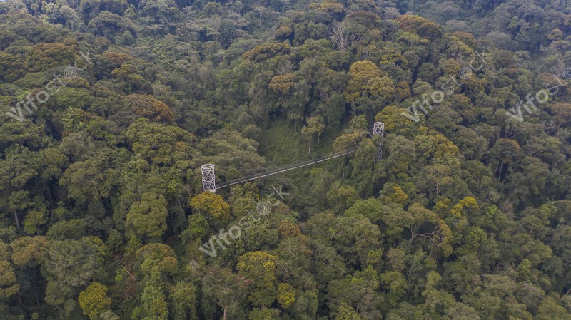 Canopt, Inside Nyungwe National Park