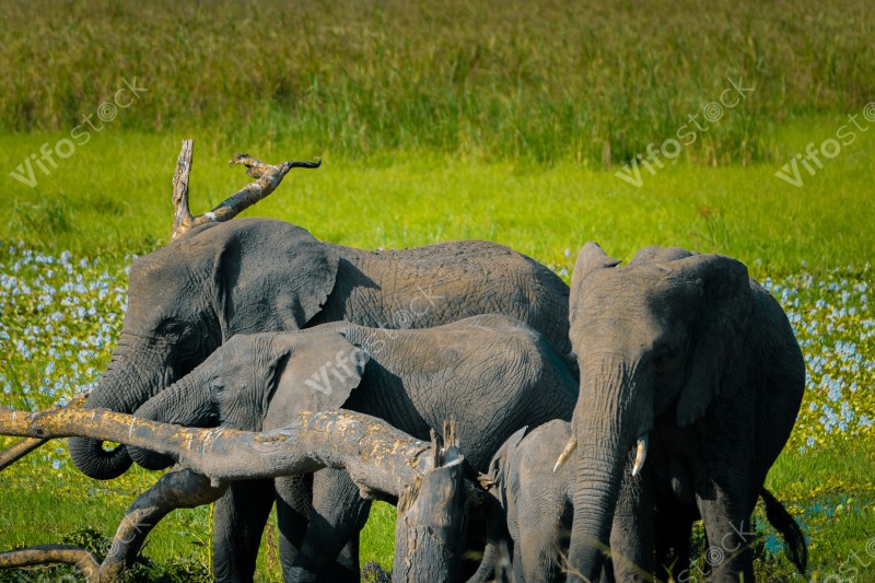 Elephant in Akagera National Park in Rwanda