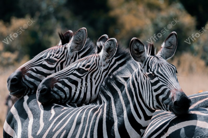 Zebra