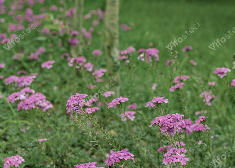 Kimihurura Roundabout Park6
