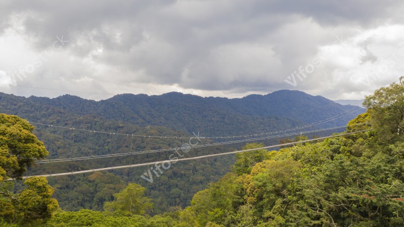 Nyungwe Canopy view