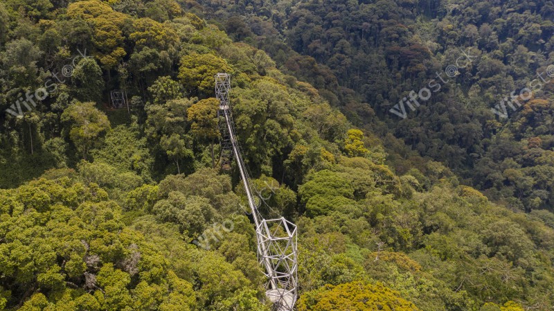Nyungwe Canopy walk