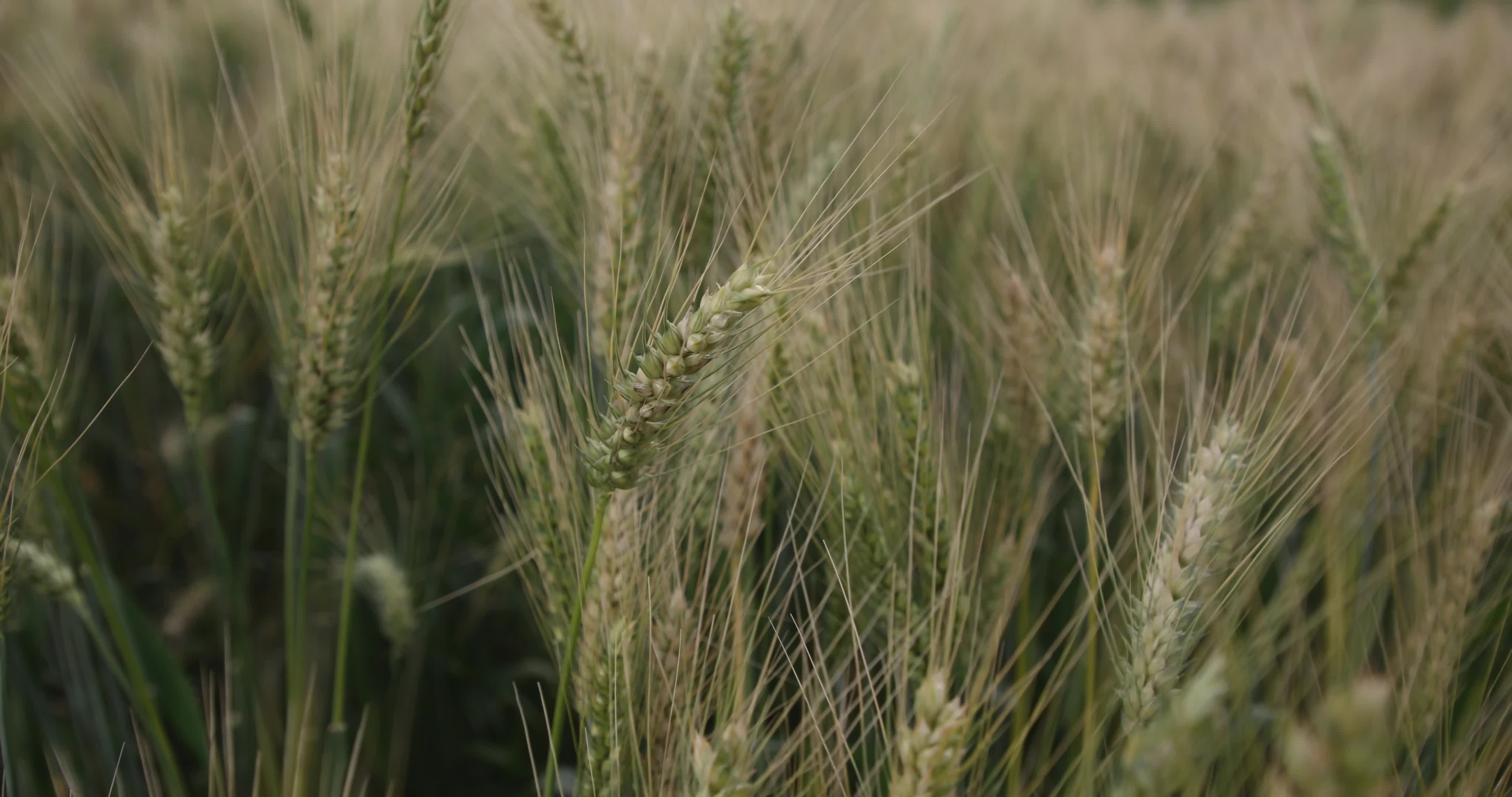 Wheat plantation in Kinigi