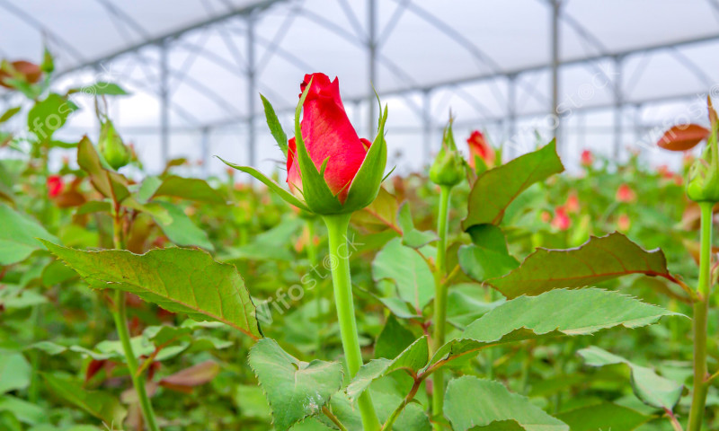 Rose flowers grown in Rwanda