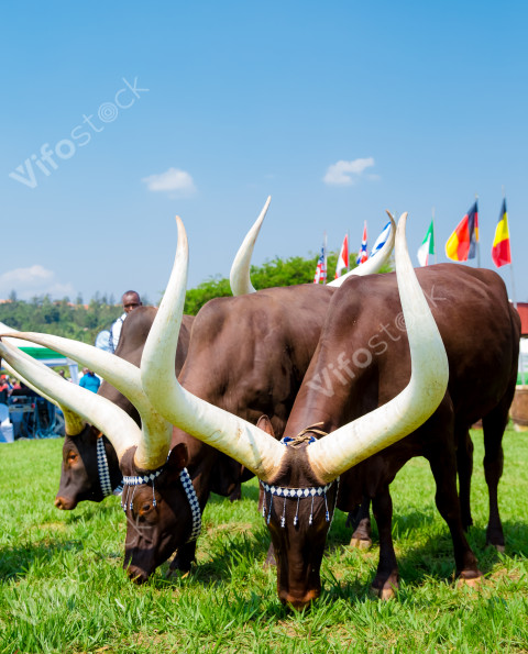 Rwanda's  Inyambo, Traditional Long horns cows