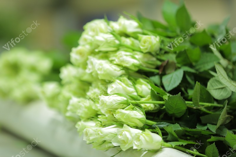 White Rose flowers from Rwanda
