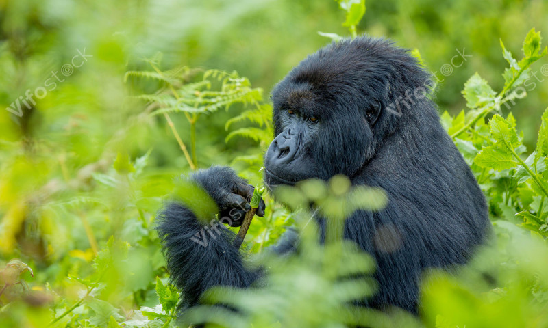 Silver Back in the Volcanoes National Park in Rwanda